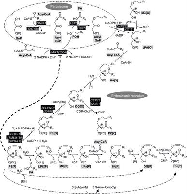 Regulation of plasmalogen metabolism and traffic in mammals: The fog begins to lift